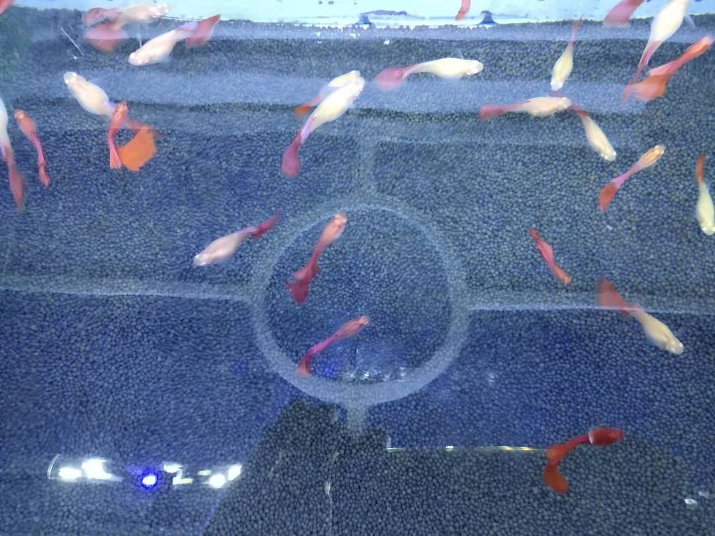 一口气买了3000条孔雀鱼,买了7条孔雀鱼第一天就死一条