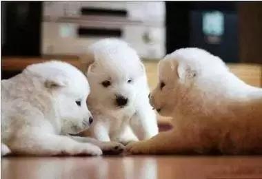 最容易读错的106个多音字赶快收藏,必背50个常见多音字你会几个