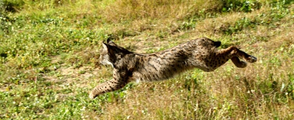 灞辩尗鐚炵寔,澶у瀷灞辩尗鐚炵寔