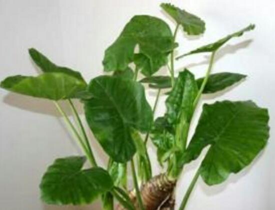 滴水观音放卧室对人体有什么伤害,滴水观音放在房间里对身体有害吗