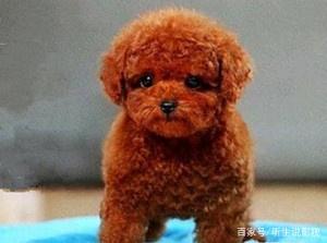 双鱼座狗狗性格特点,狗狗性格特点分析