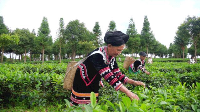 美丽云南神奇西双版纳,柔情傣乡美丽的西双版纳