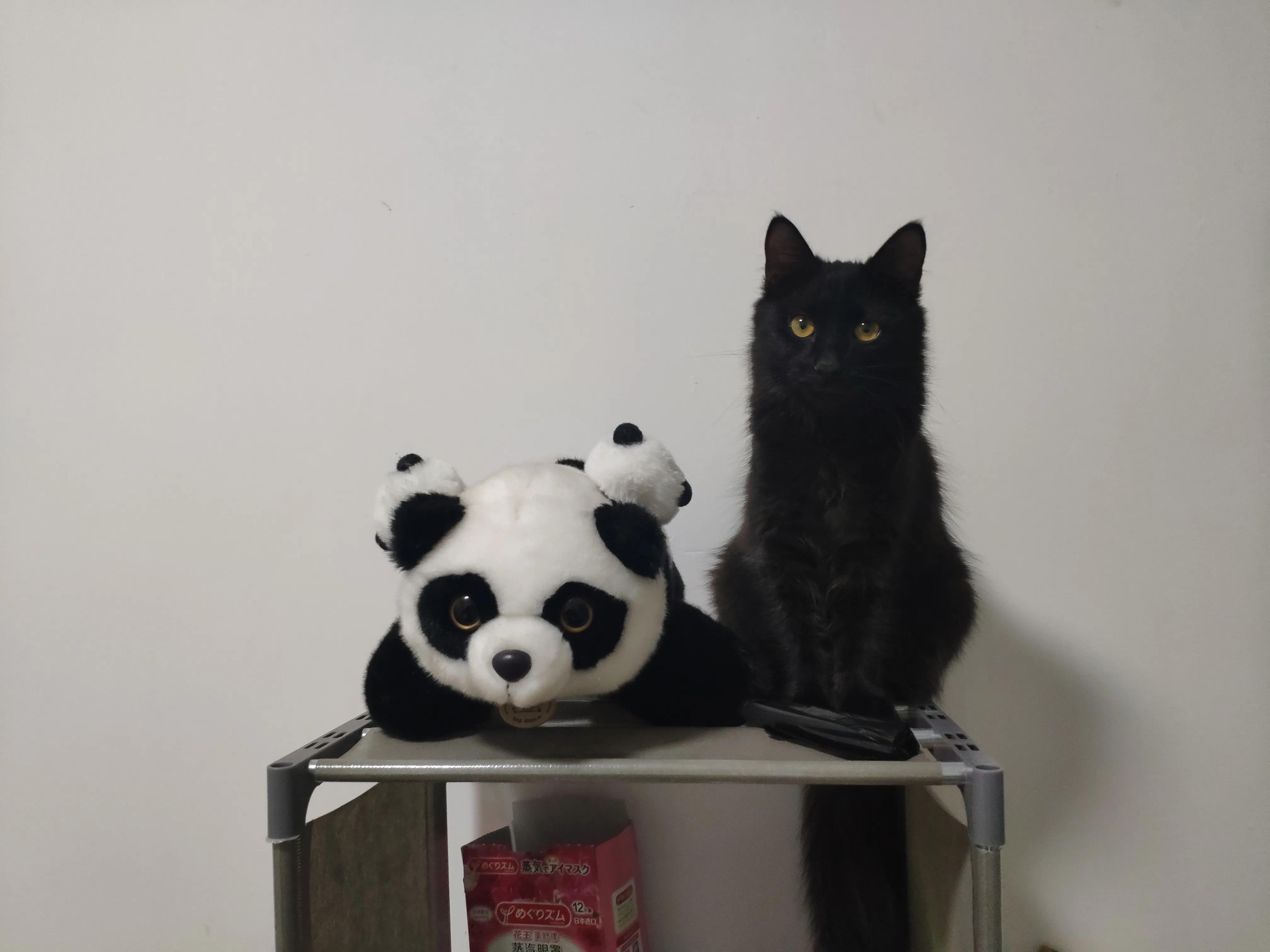 科学养猫攻略脱敏训练,科学养猫视频教程全集