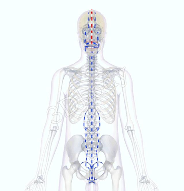 3d十四经络动态循行图,经络图3d动态图三焦经