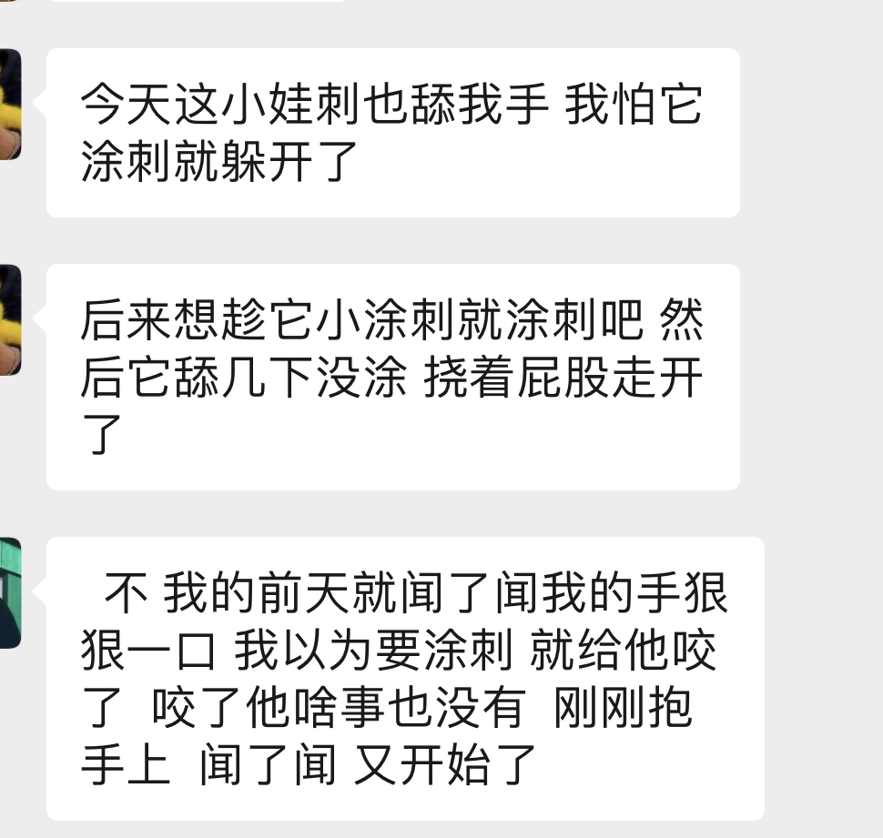 快给非洲迷你刺猬咬吧！咬了涂刺就算征服它了？小心被白咬了