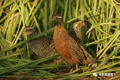 会七十二变的动物,会七十二变的八戒