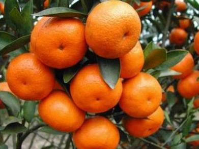 沙糖桔为什么是杀人桔呢,沙糖桔为什么是杀人桔