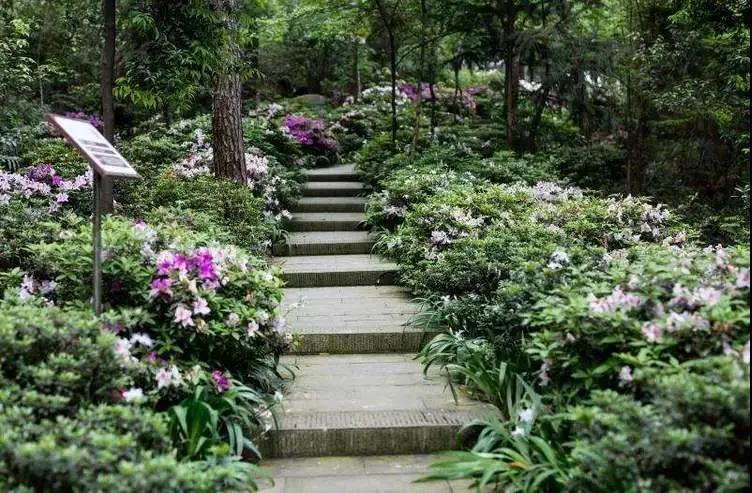 关于铁山坪，外地人居然比重庆人更懂