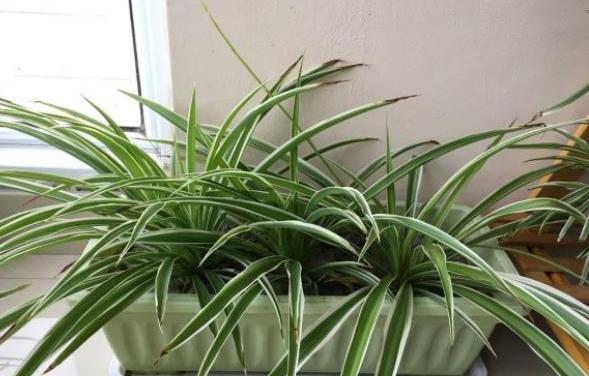 吊兰换盆需要注意什么,几年的吊兰换盆的正确方法