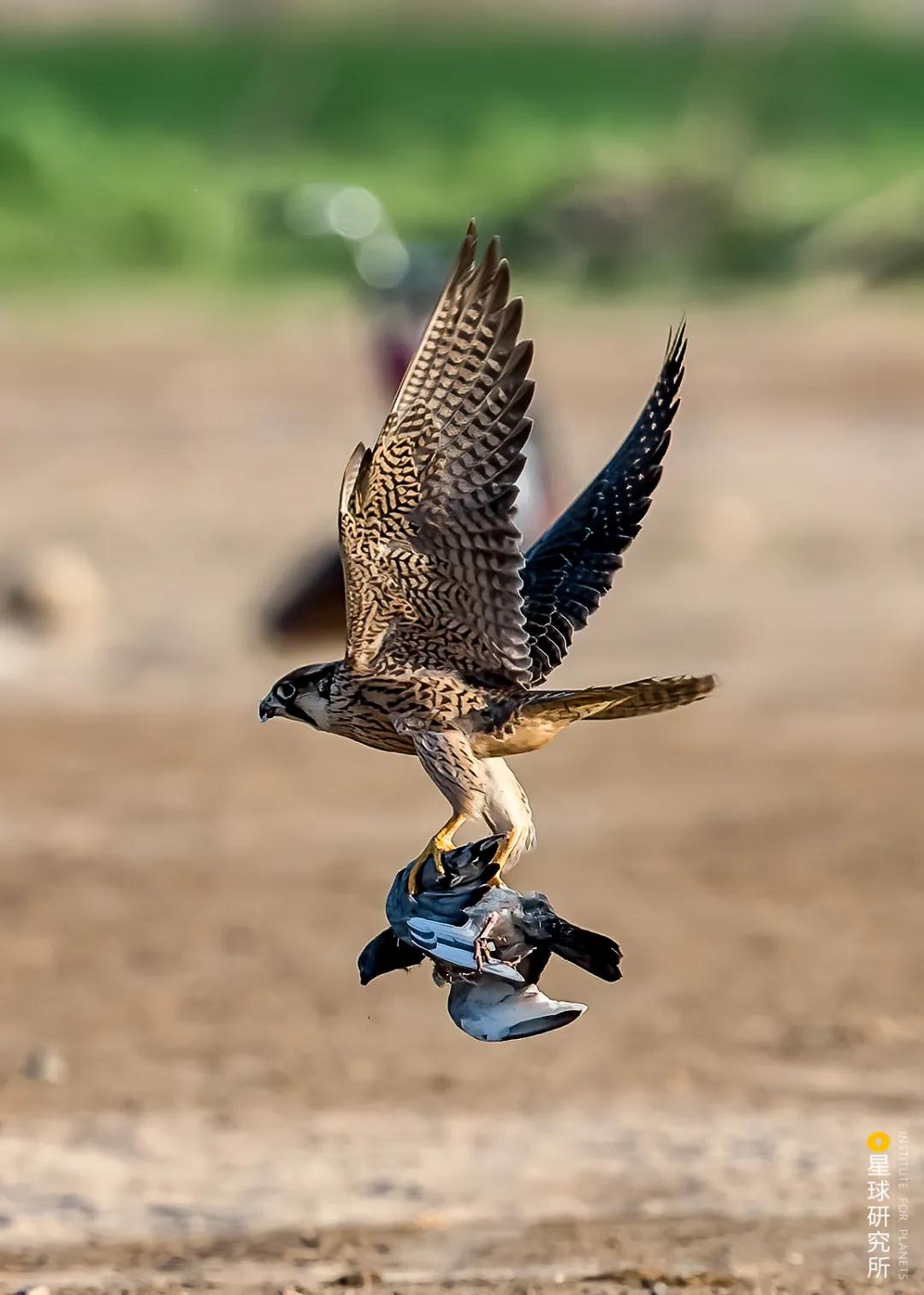 林草领域知识图谱,林草科普专业术语