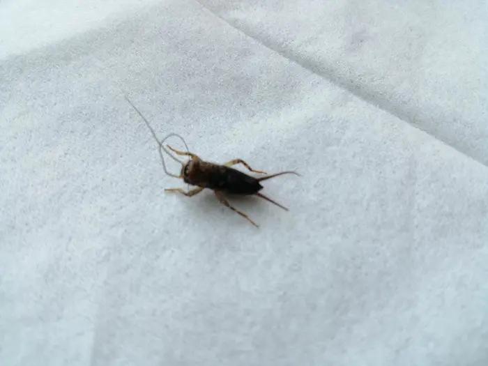 蟋蟀的住宅是抒情性散文吗,蟋蟀诗文