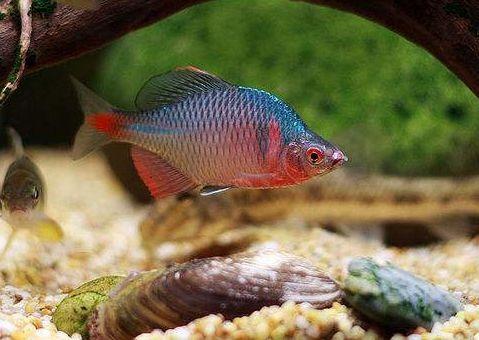 想在原生缸里放河蚌需要怎么处理,野生鱼它是如何繁殖的