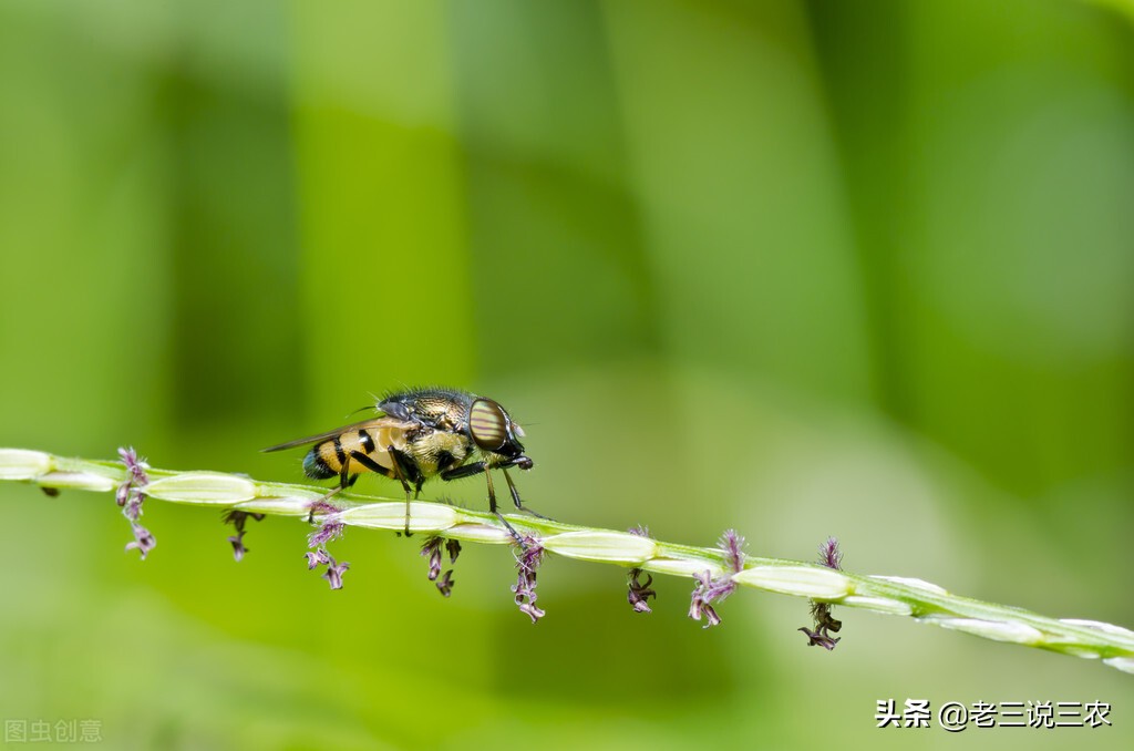 治蚊蝇蟑螂的药治跳蚤吗,家里蟑螂杀虫剂怎么喷