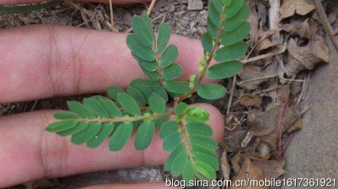 他们都已用国家级草药挣了钱，你却还用它来喂家禽？
