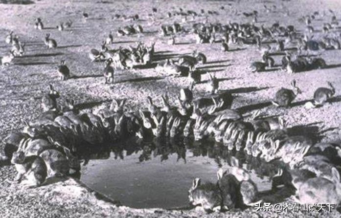 澳大利亚为什么禁止养兔子,澳大利亚大陆兔子对环境的影响