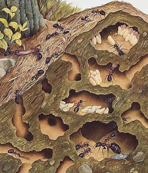 蚂蚁搬家说明下雨了吗,蚂蚁搬家发生在雨前还是雨后