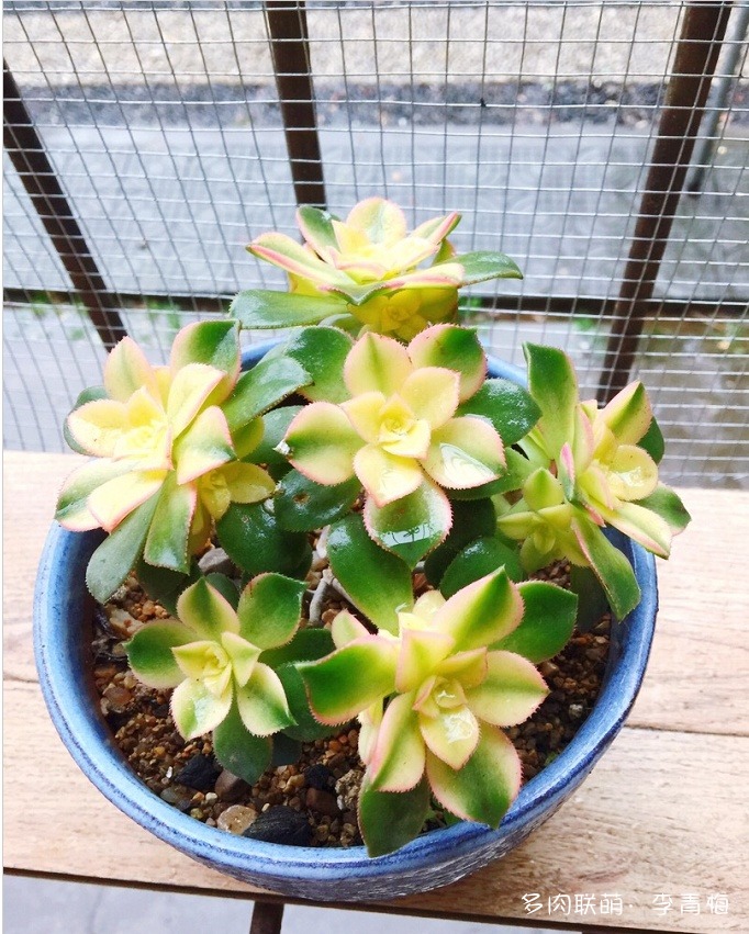 瞧,那个钟情艳日辉的人