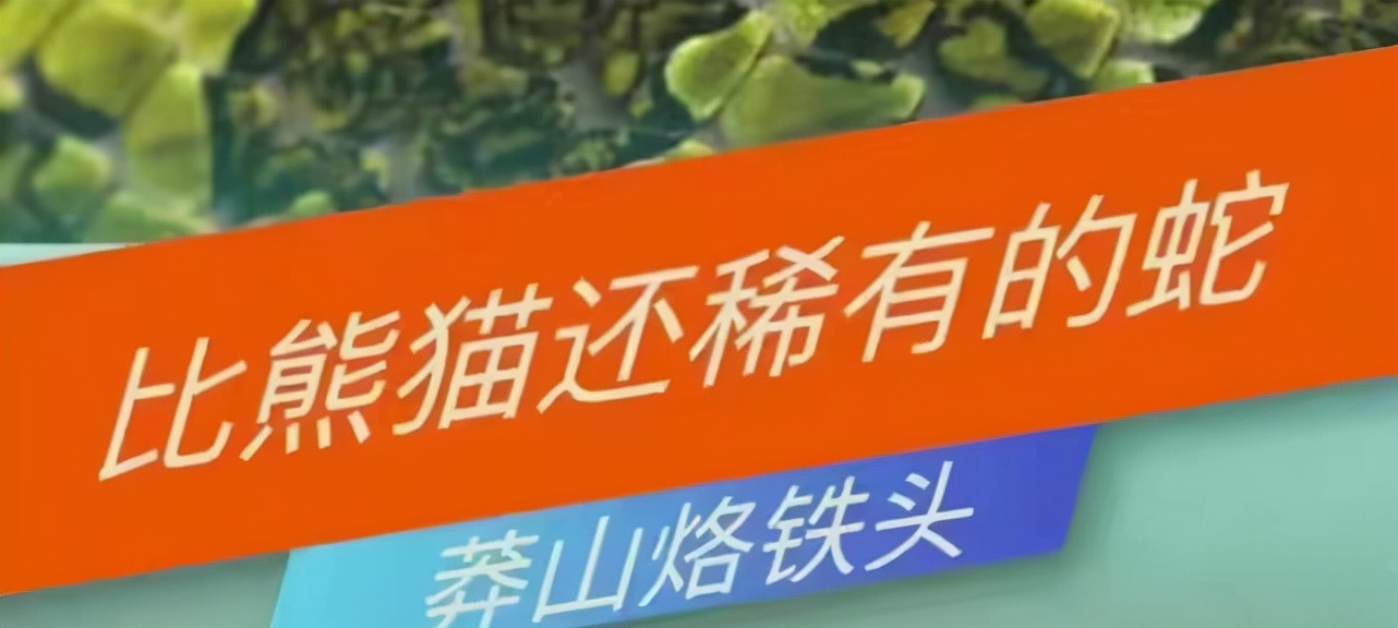 莽山烙铁头毒蛇排行,莽山烙铁头蛇全球排名第几毒