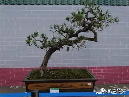 室内十大盆景名贵树种排名,十大盆景名贵树种排名火棘