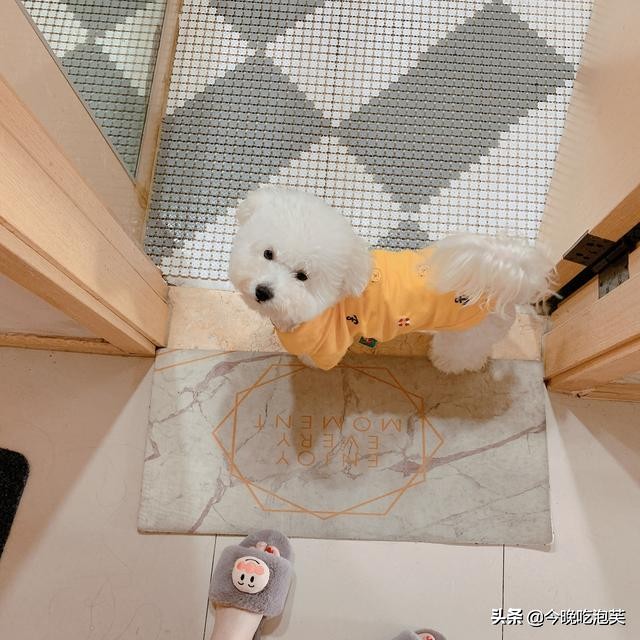 比熊狗狗产后拉稀,比熊狗狗拉稀怎么办