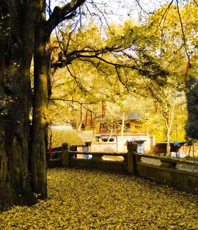 1h飚拢！千年银杏、云海星空、木屋烧烤……这条路线9……