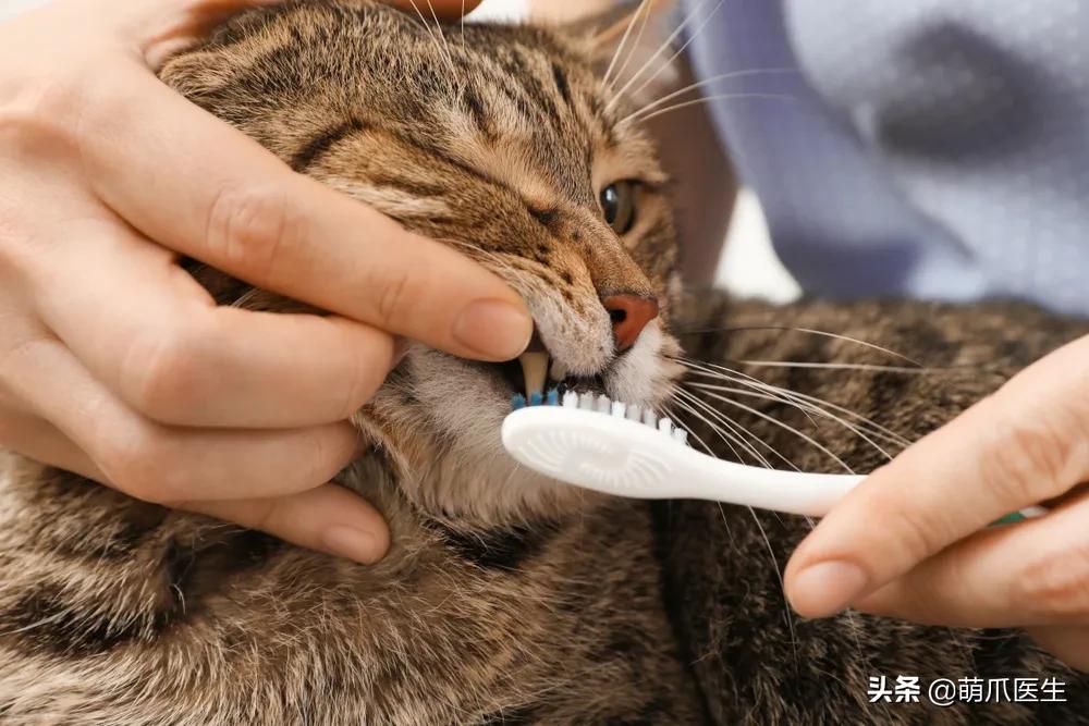 猫到底是什么状态,猫到底是个什么玩意儿