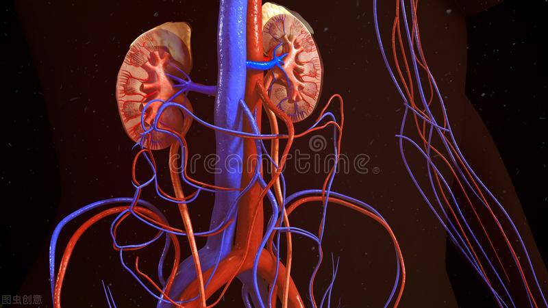 没了一个肾会怎么样,一个肾没有了功能怎么办