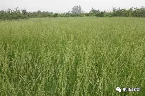 铜川农村真实生活视频,铜川人的小康生活