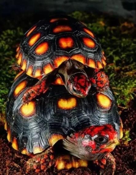 宠物龟常见疾病及治疗方法,关于乌龟感冒肺炎的一些问题