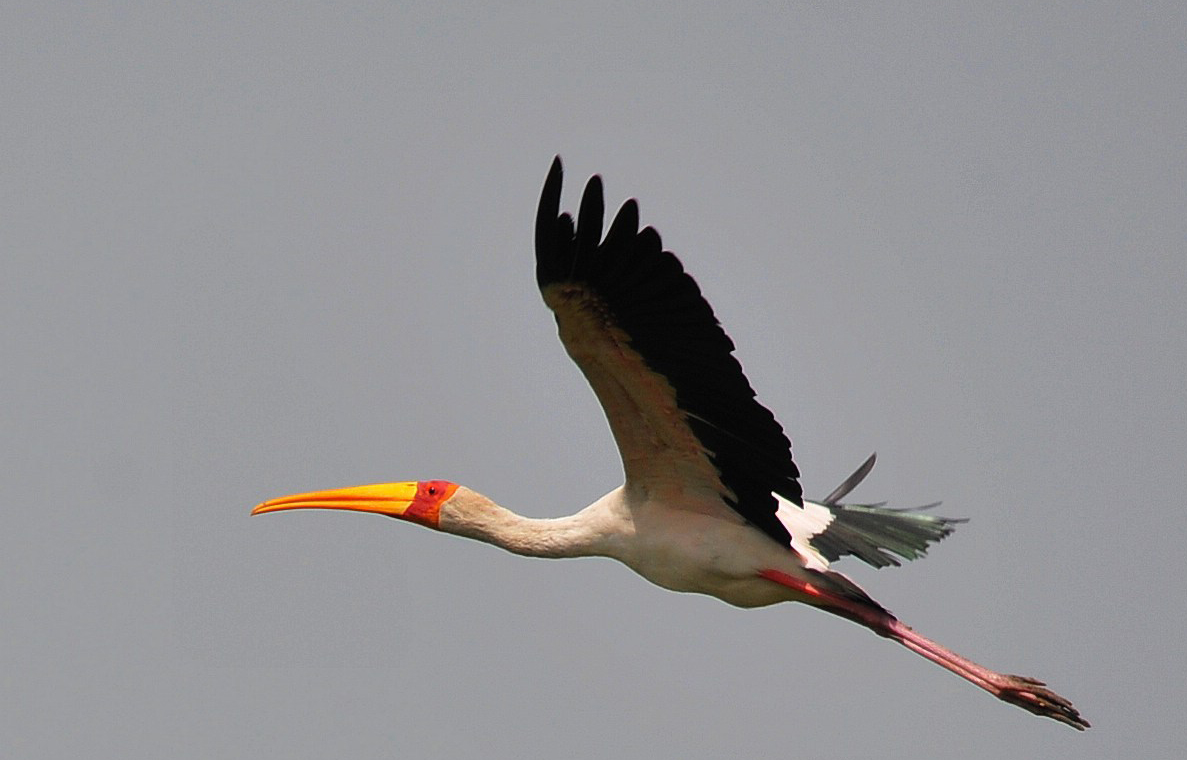 东江揽胜,惠州淡水常见鸟类图谱