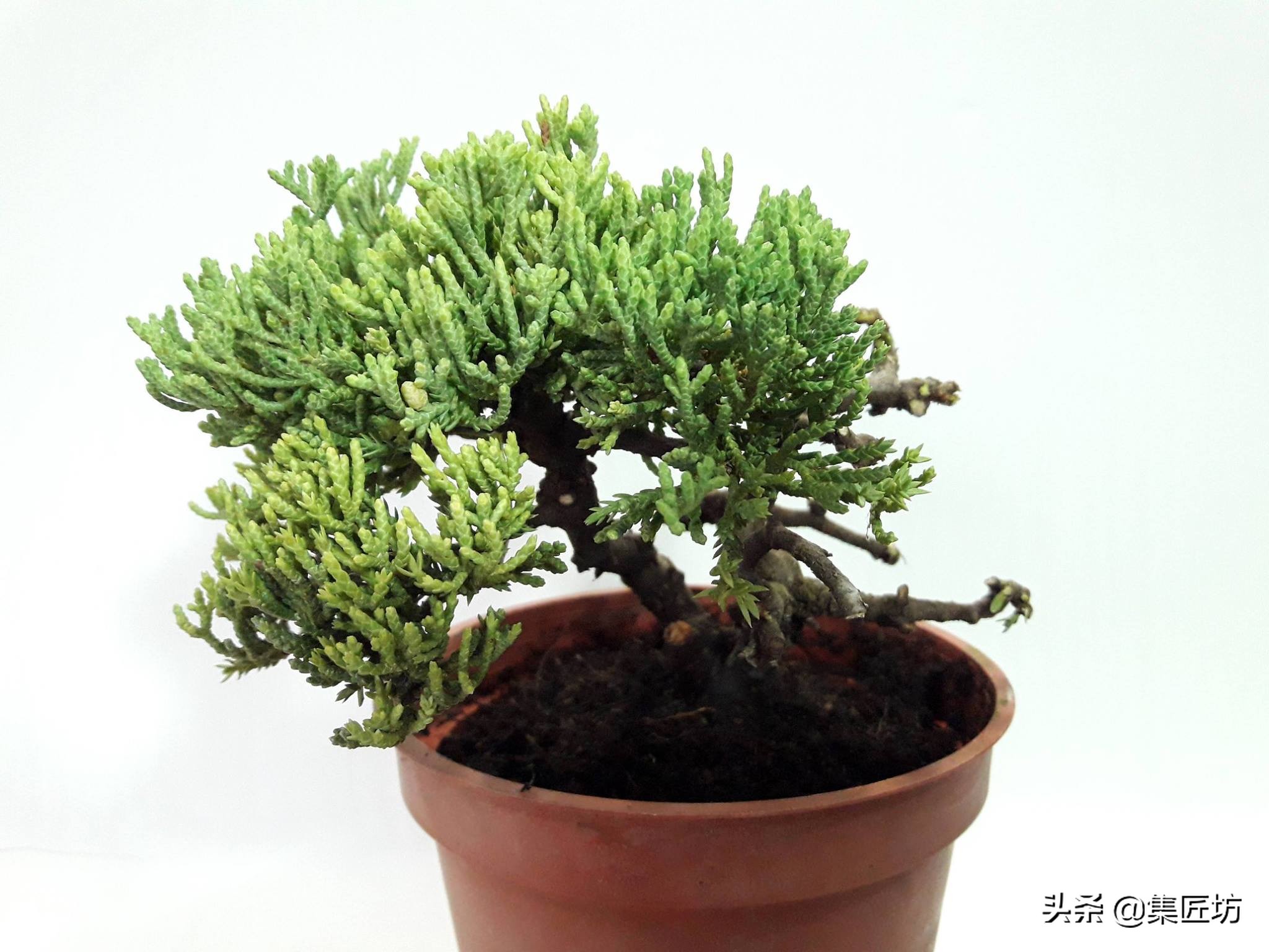 盆景腋枝造型图片,鹿角枝盆景造型图片