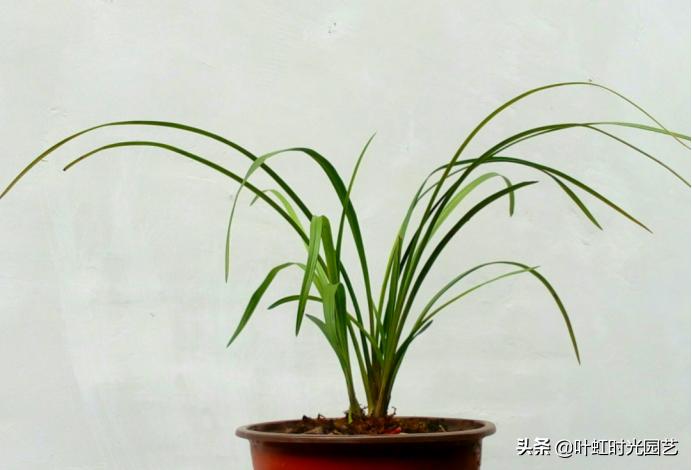 蝴蝶兰花尖的小花苞蔫了怎么回事,兰花缓苗期已完成怎么办