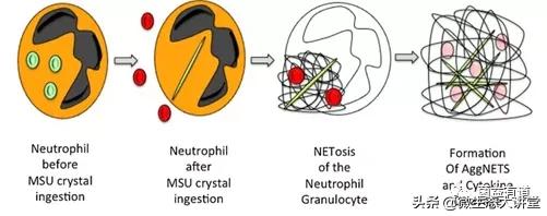 从禽痛风的原因和发病机制，看益生菌对痛风的作用
