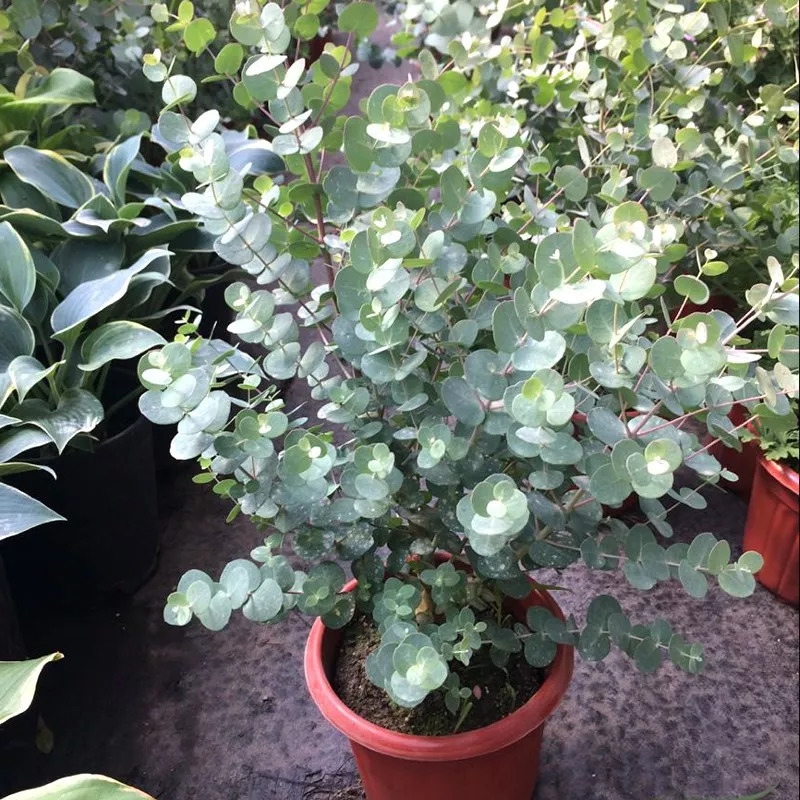 适合阳光暴晒的观叶绿植,适合室内养的高端观叶绿植