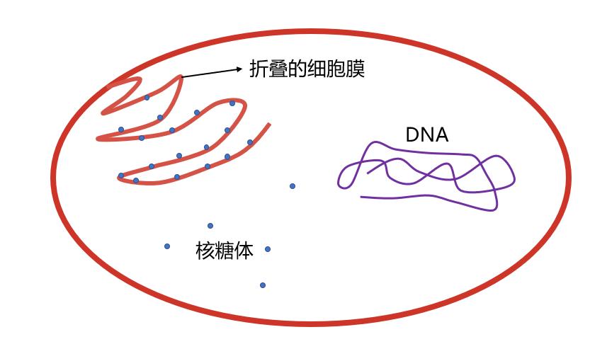 舌尖上的进化史:21亿年前的吃货细菌,最终演化成人类
