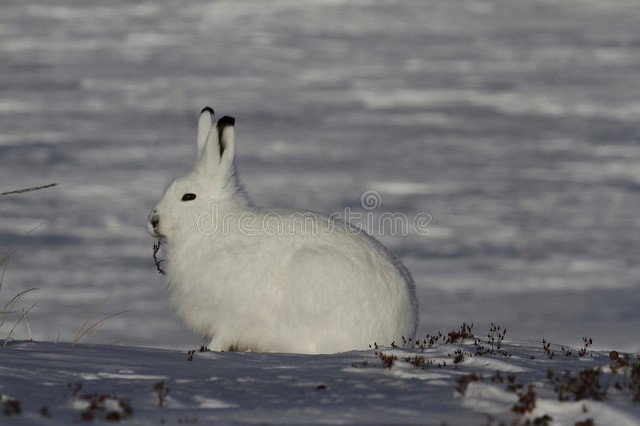 “背冷金蟾滑，毛寒玉兔顽”古诗词中广寒深宫里那一只小小的兔子