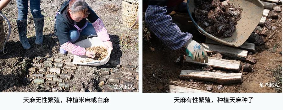 贵州的道地药材天麻,天麻属于哪里的道地药材