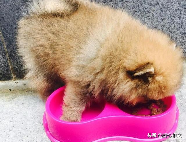 博美便便有点软而且臭怎么办,博美的便便正常是干的还是稀的