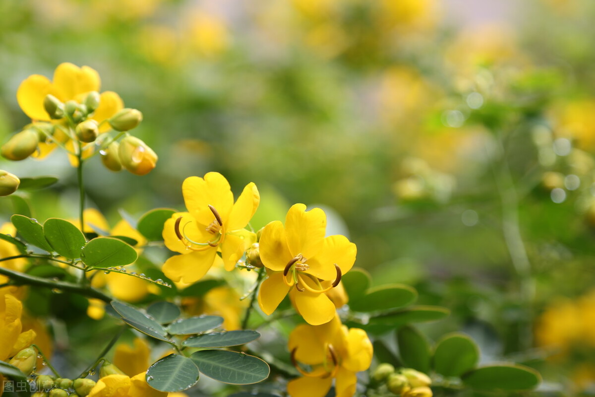 野生眼镜王蛇与养殖眼镜王蛇,有什么草防蛇