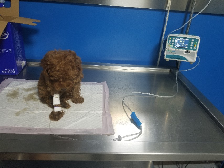 泰迪幼犬得细小了还能救活吗,泰迪幼犬得了细小治愈的可能性