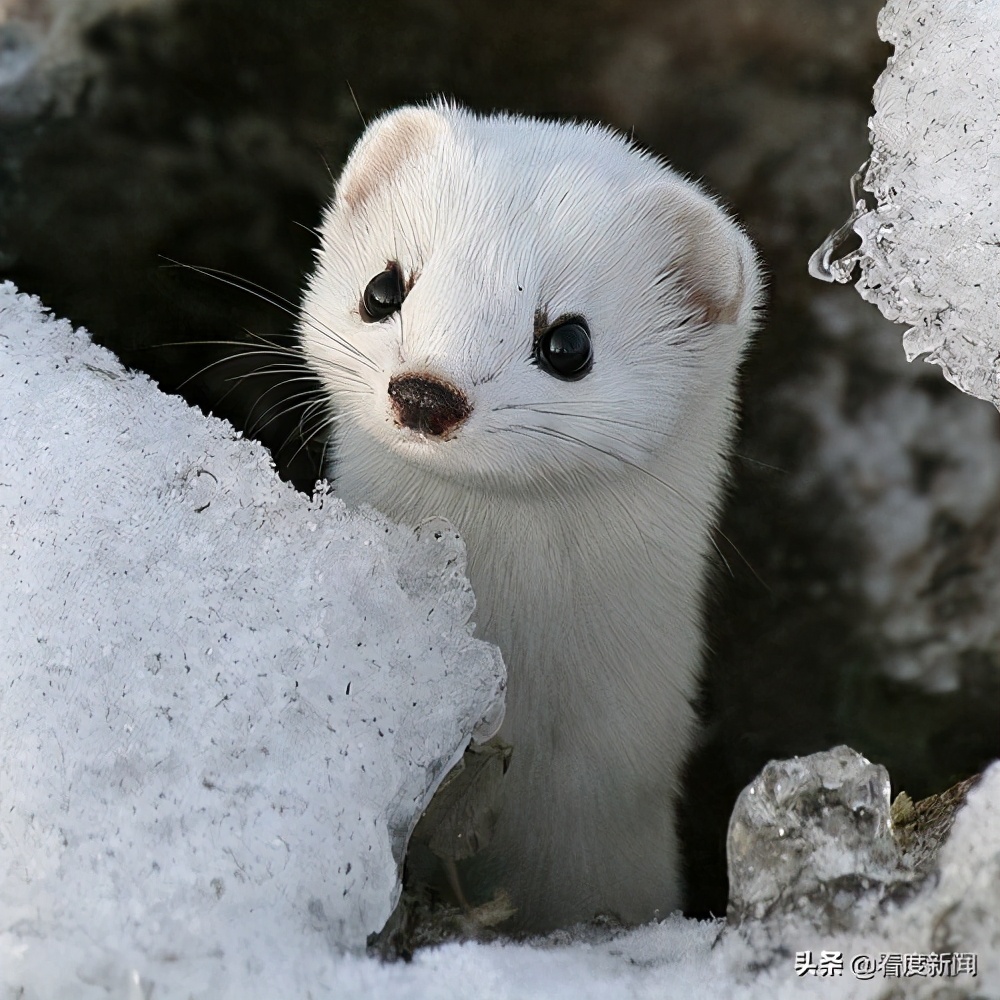 丹麦在养殖貂体内发现新冠病毒,欧美六国报告水貂感染新冠