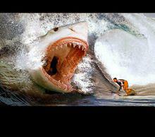 你害怕鲨鱼吗？你了解它吗？