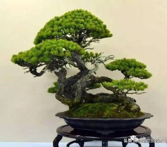 盆景结顶的形式,最好的盆景结顶方法