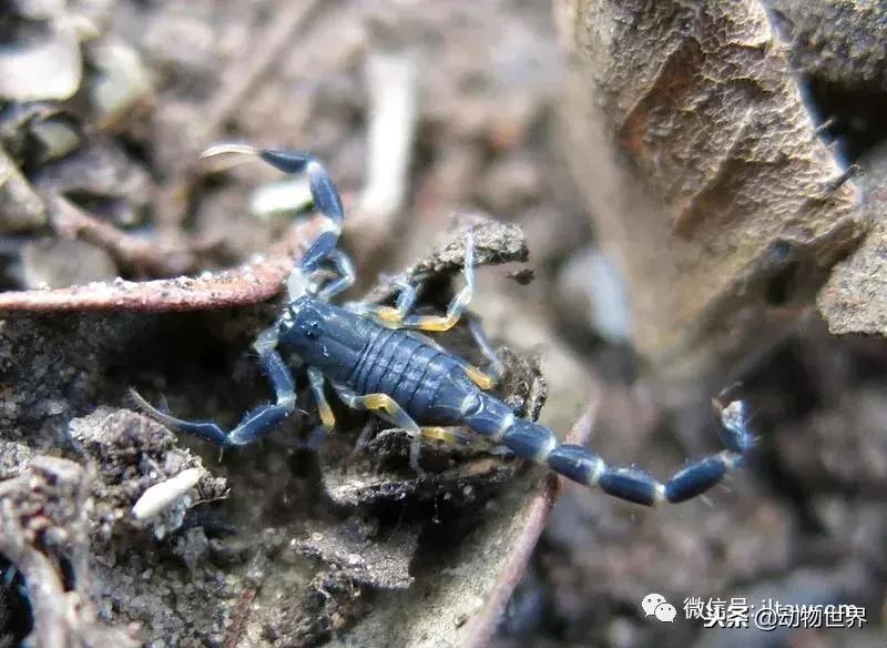 蝎子的全名叫什么,蝎子百科全书