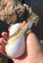 甭管啥就盘它,甭管什么东西盘它原版