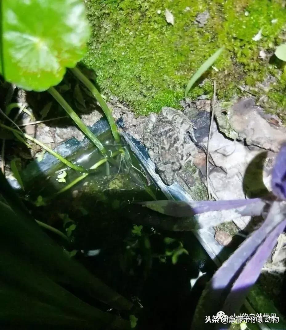 丛林造景黄缘龟池设计图大全,龟宝宝黄缘龟生态缸造景教程