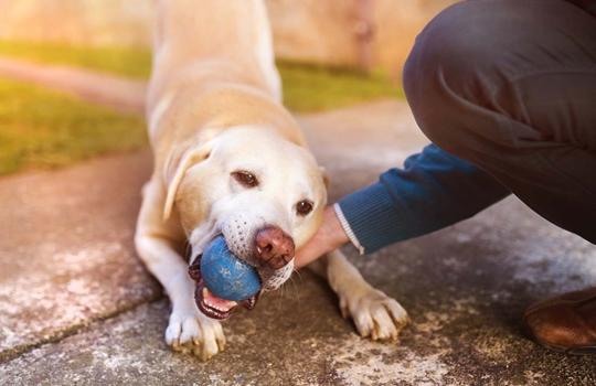 用什么办法能使狗狗更听话,教你一个好方法让狗狗不臭