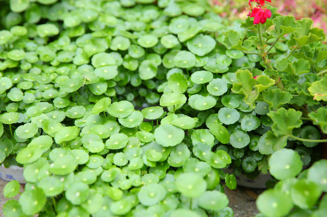 尿频尿急尿刺痛偏方,尿频尿急小便刺痛饮食应注意什么