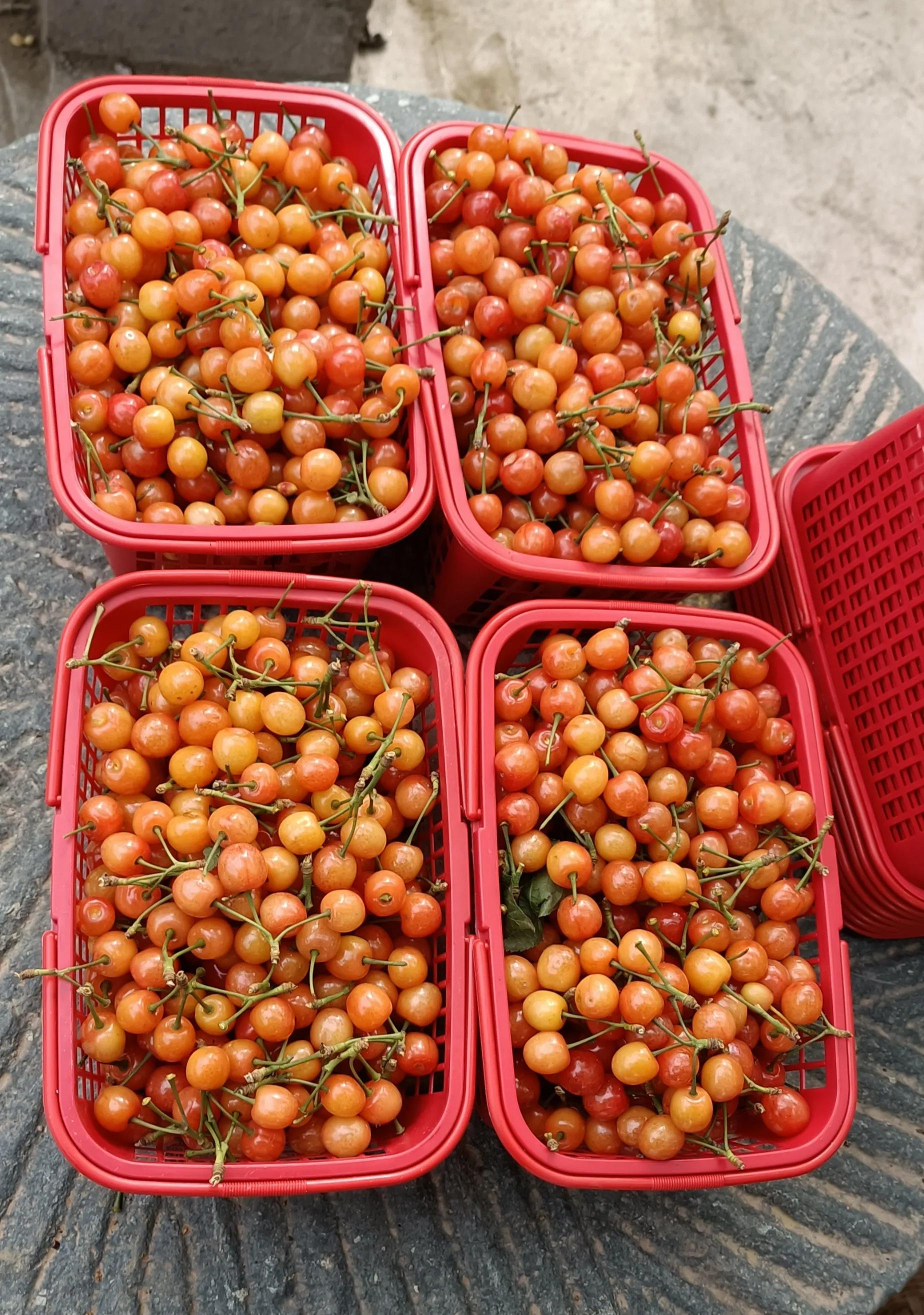 人间最美四月天，十里樱桃红满园