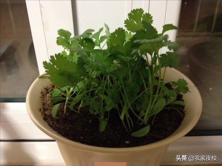 如何用土种香菜根,香菜根怎么用土栽培视频